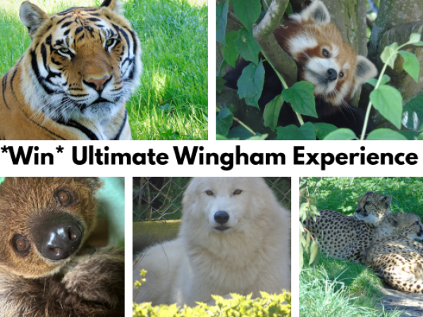 *WIN* Ultimate Experience Package