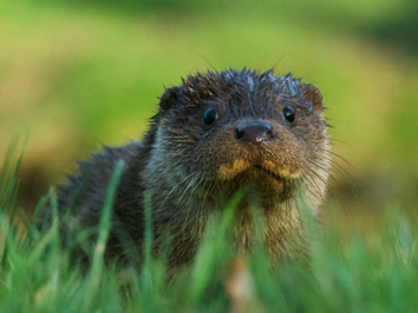 Otter Cub