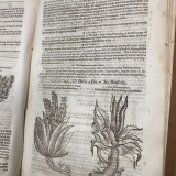 Gerard’s Herbal: History of Plants