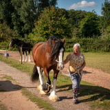 A Shire Horse Experience