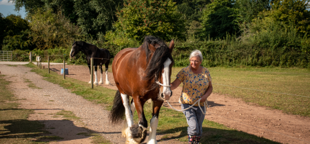 A Shire Horse Experience