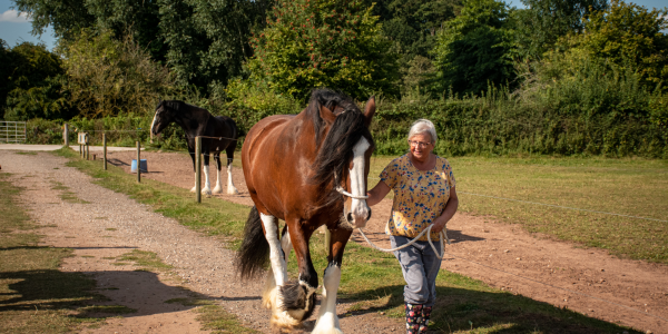 A Shire Horse Experience