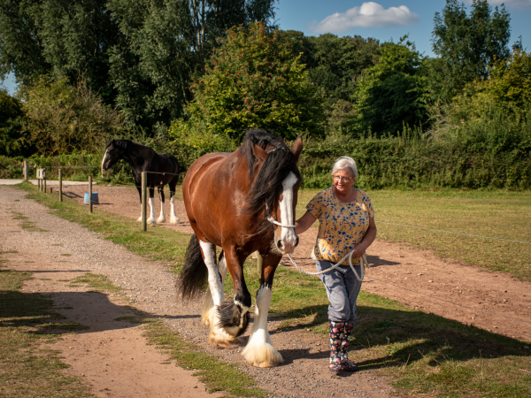 A Shire Horse Experience