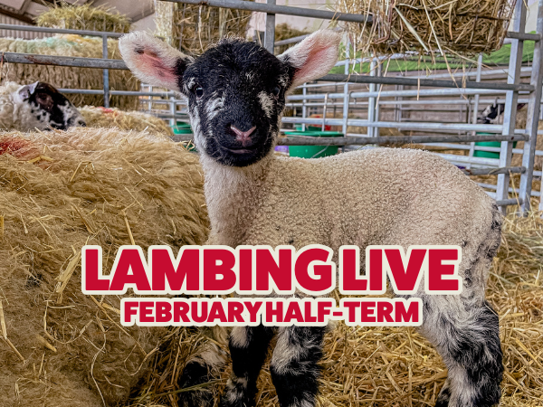 Admission to Rand Farm Park.