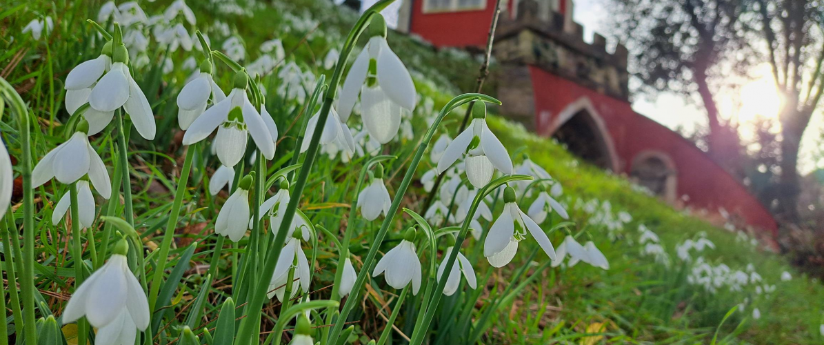 Donate to Painswick Rococo Garden