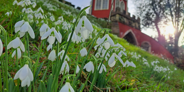 Donate to Painswick Rococo Garden