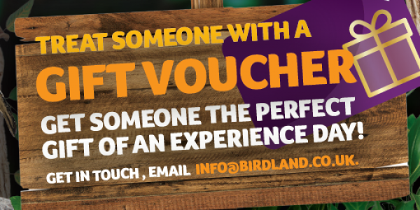 Gift Vouchers