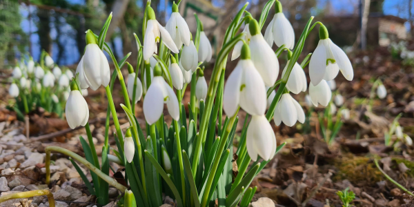 Springtime Snowdrops 2025