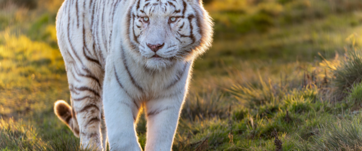 Meat the Tiger Taster Experience