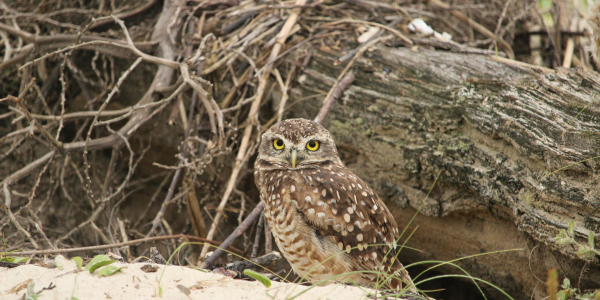 Burrowing Owl Encounter