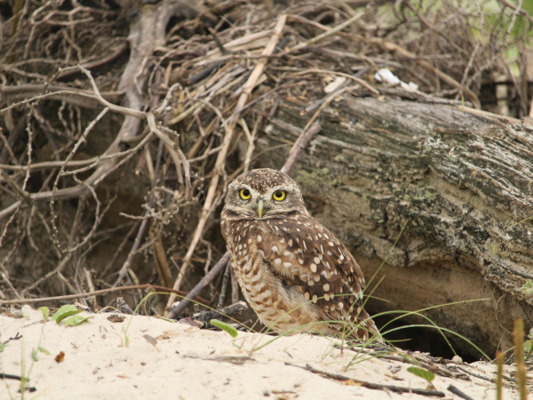 Burrowing Owl Encounter