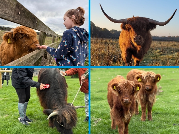 Highland Cow Day 27th July 2026