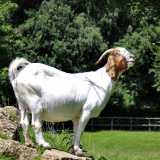 Goat Encounter Experience