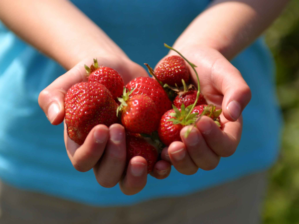 Pick Your Own