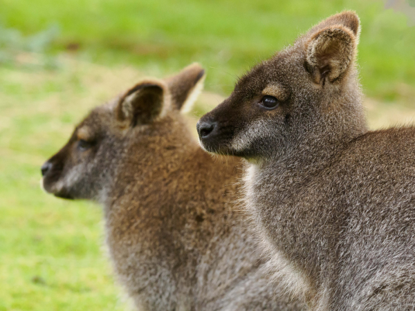 Junior Animal Carer Experience