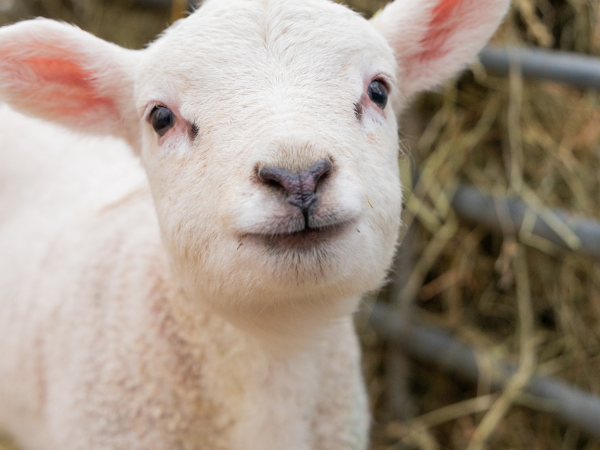 Spring Time Lambing 2026