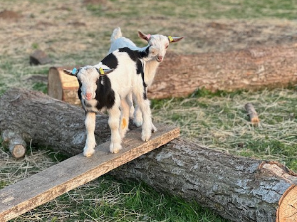In With The Goats / Kids