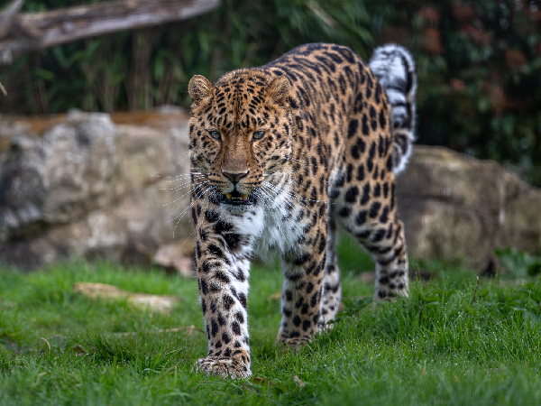 Photography Workshops at The Big Cat Sanctuary