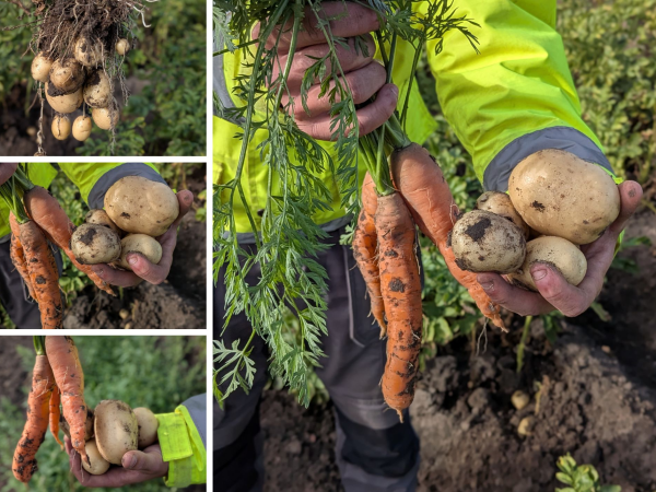 Big Potato Dig