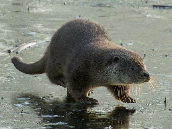 Otter on Ice