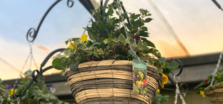 Hanging Basket Workshop