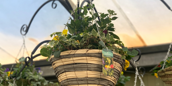 Hanging Basket Workshop