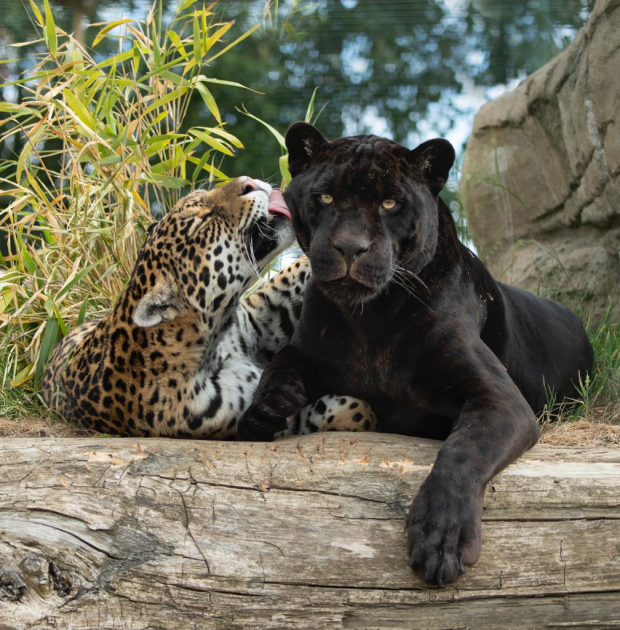 Buy Gift Vouchers Tickets online - The Big Cat Sanctuary