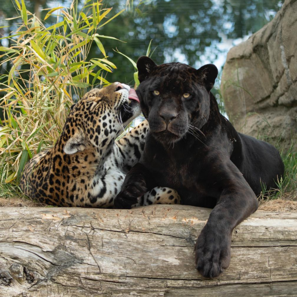 The Big Cat Sanctuary Tickets, Products, Bundles, Membership Plans ...