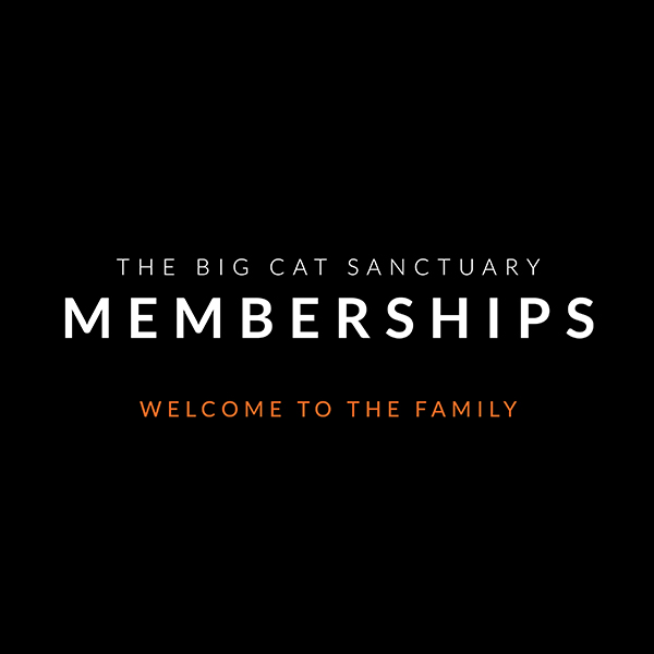 The Big Cat Sanctuary Tickets Products Bundles Membership Plans the-big-cat-sanctuary-tickets-products-bundles-membership-plans