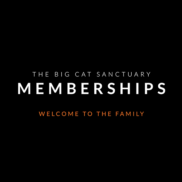 the-big-cat-sanctuary-tickets-products-bundles-membership-plans