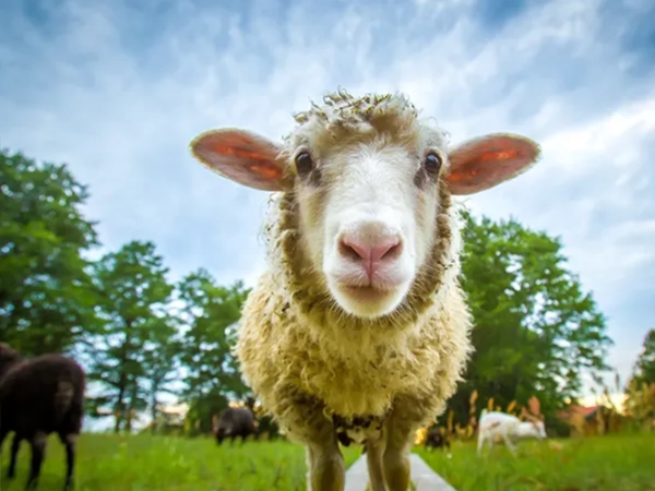 Woodside Annual Memberships