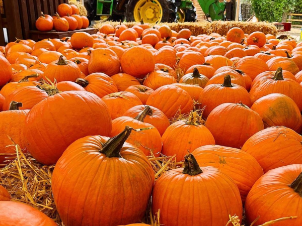 Halloween at the Farm