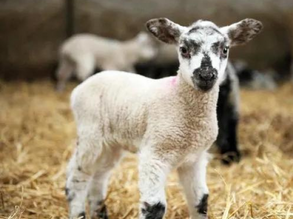 Lambing Live Farm Admission 14th Feb - 1st March