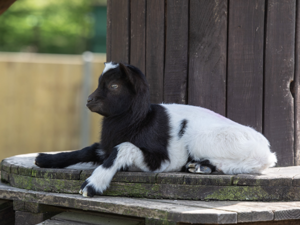 Afternoon Tea Gift Vouchers