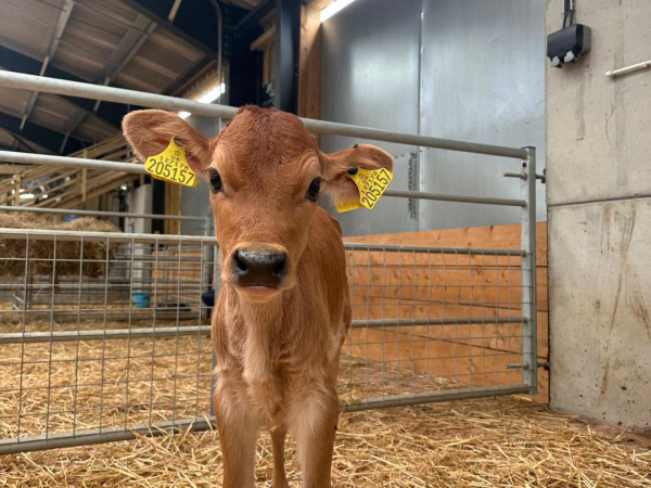 Add a Calf Cuddle to Your Pumpkin Adventure!
