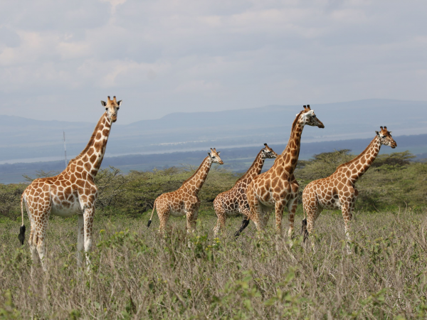 Conservation Lecture Series