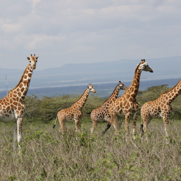 Conservation Lecture Series
