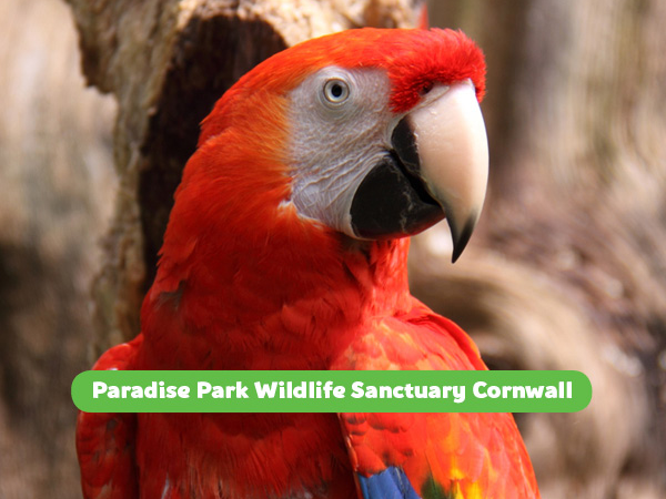 Gift Day Admission sent via Emailed Coded Voucher