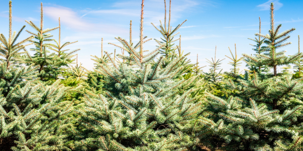 Christmas Trees at Lathcoats Farm