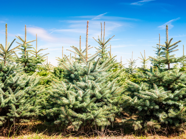 Christmas Trees at Lathcoats Farm