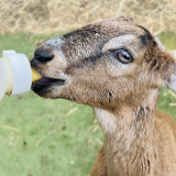 Goat Bottle Feeding Experience