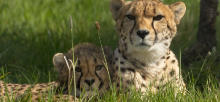 Name the Cheetah Cubs!