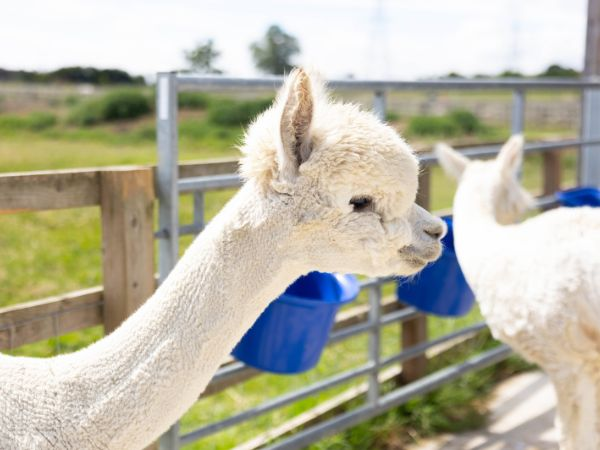Farm Admission