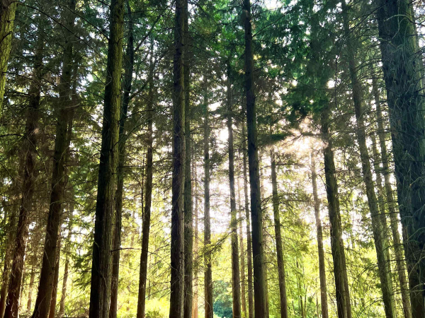 WOODLAND MEDITATION AT SOLSTICE