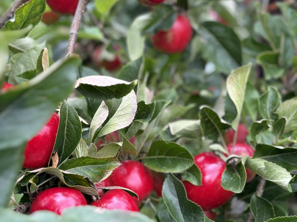 Pick Your Own