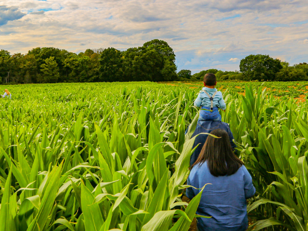Maize Maze