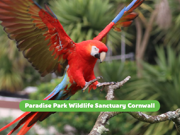 Summer Admission - Paradise Park Cornwall