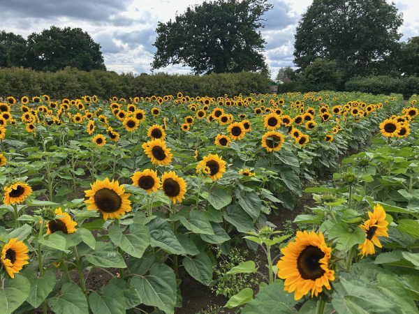 SUMMER Pick Your Own - (check crop availability before booking)