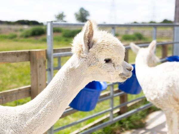 Farm Admission