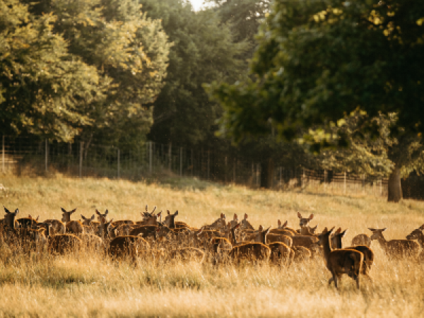 Deer Park and Gardens